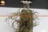SN03900001C-DEATHNOTE GRAVEYARD LAMP-3500